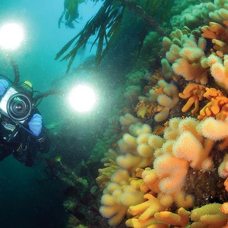 Gulen Dive Resort Dalsoyra Bagian luar foto